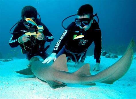 Bucear con tiburones en Bahamas: adrenalina a tope