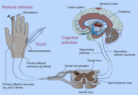 Peripheral nerve injury order of sensory recovery