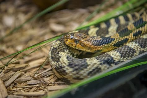 Eastern Fox Snake - Milwaukee County Zoo