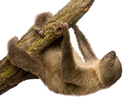 Baby Sloth - Animal Facts Encyclopedia