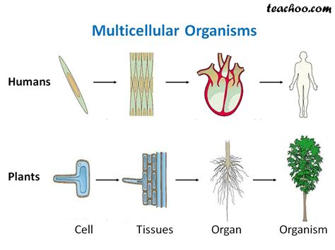 Multicellular and Unicellular Organisms - Differences and Examples