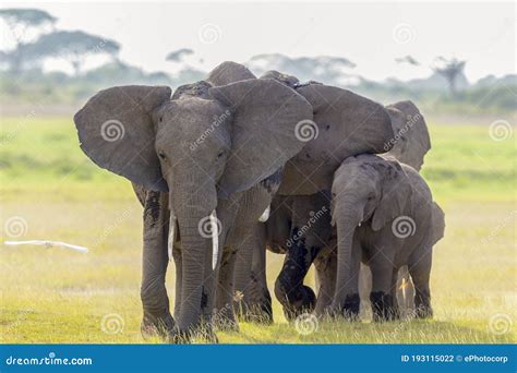 African Elephants, Amboseli National Park, Kenya Stock Photo - Image of ...