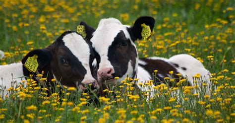 Do cows have best friends?