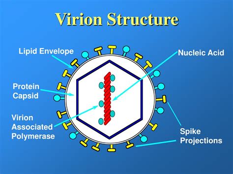 PPT - Introduction to viruses PowerPoint Presentation, free download ...