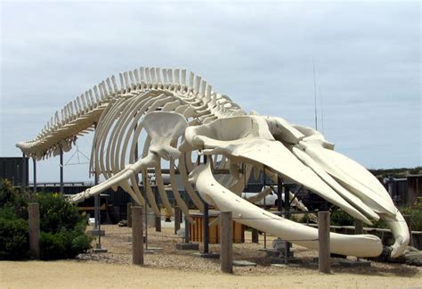 Blue whale skeleton | Pics4Learning