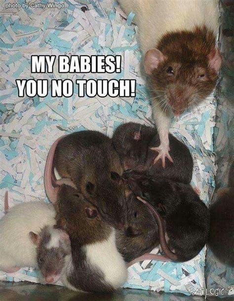 It’s Mouse Day: These Memes Will Change Your Mind About Them | Funny ...