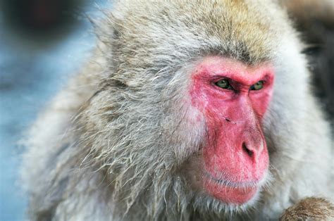 Species of the Week: Japanese macaque | One Earth