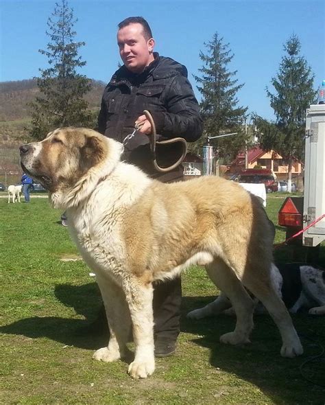 Central Asian Shepherd | Cani enormi, Cani, Animali