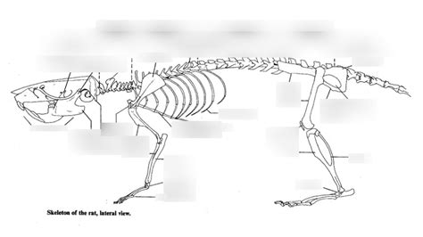 Rat Skeleton 2 Diagram | Quizlet