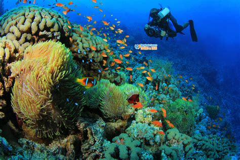 Diving in the Straits of Tiran Island from Sharm El Sheikh Egypt