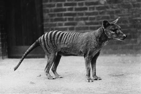 Thylacine Tasmanian Tiger