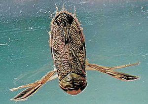 Water boatman | insect | Britannica.com