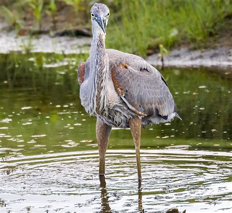 Great Blue Heron by Ricky L Jones | Blue heron, Great lakes michigan, Heron