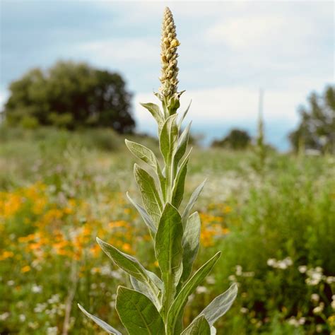 MULLEIN LEAF | Single Herb – THE NEW NEW AGE