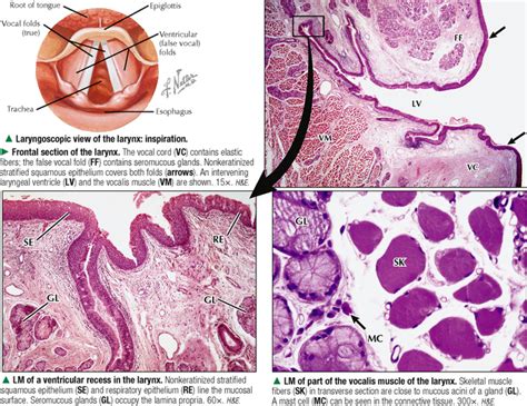 Respiratory System Histology