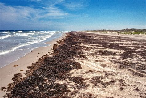 Padre Island National Seashore | Things To Do in Port A