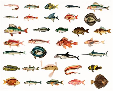 Different types of fishes illustrated by Charles Dessalines D' Orbigny ...