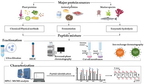 Processes | Free Full-Text | Bioactive Peptides: An Understanding from ...