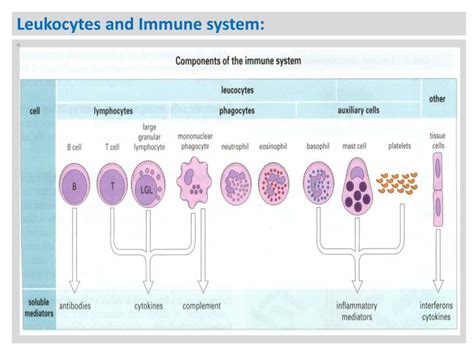 PPT - Immune cells , Receptors, and Markers: PowerPoint Presentation ...