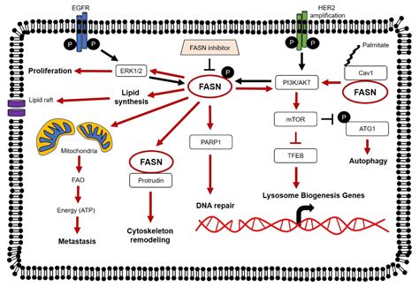 Molecules | Free Full-Text | Fatty Acid Synthase: An Emerging Target in ...