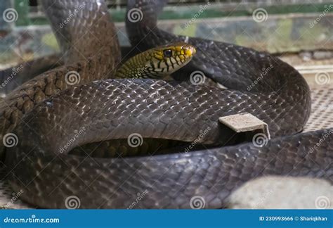 Indian Rat Snake Ptyas Mucosa Stock Photo - Image of tree, orissa ...