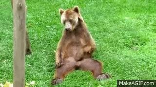 Bear scratching balls on Make a GIF