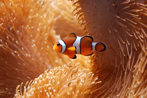 How Long Do Clownfish Live? | All About Clownfish Lifespan