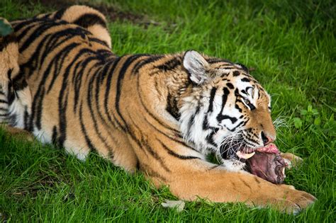 What Do Tigers Eat? Discover the Tiger Diet (with Photos) - WildlifeTrip