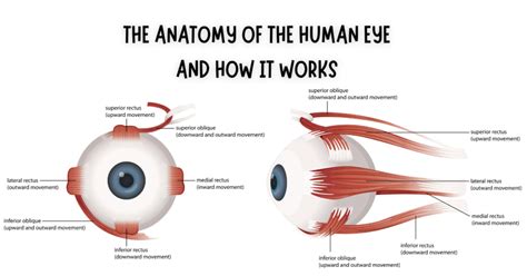 The Anatomy of the Human Eye and How It Works: Insights and Explanation ...