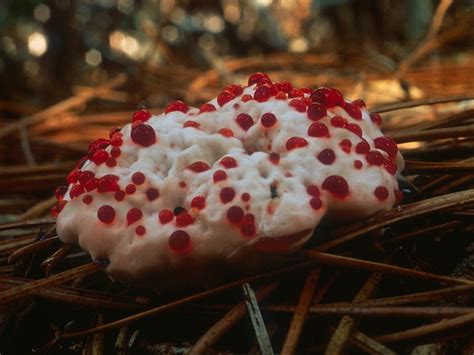 Real Monstrosities: Bleeding Tooth Fungus