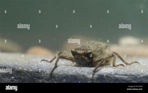 Golden ringed dragonfly larvae Stock Photo - Alamy