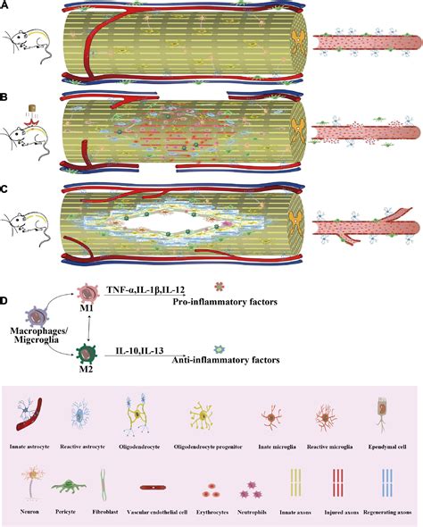 Frontiers | Restoration of spinal cord injury: From endogenous ...