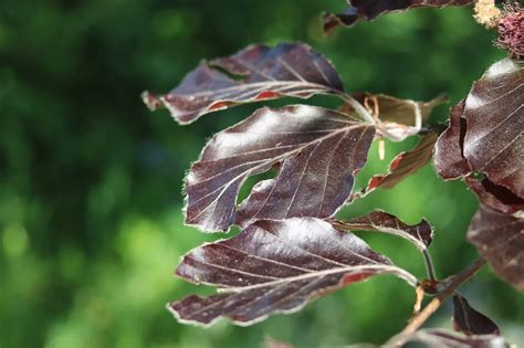 Copper Beech Tree Facts: Learn All About This Deciduous Tree | Kidadl