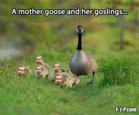 Funny Ryan Gosling Mother Goose Picture ~ Silly Bunt Funny