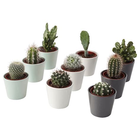 CACTACEAE plant with pot, cactus/assorted species plants, 2 ¼" - IKEA