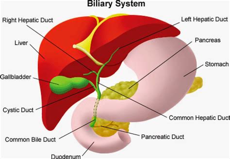 Pancreatic Liver Cancer - Health and Disease