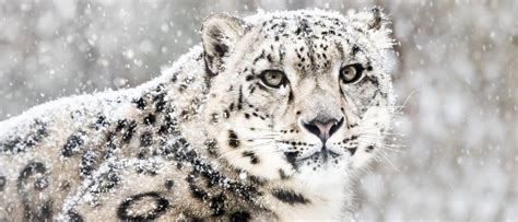 Snow Leopard - A-Z Animals