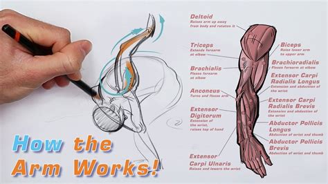 Online Course: 28-Day Drawing Challenge: Anatomy For Illustration And ...