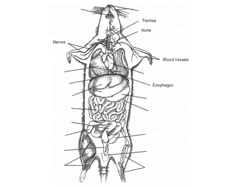 Bilal Quamine - Rat Dissection Pre Lab - RAT DISSECTION PRE LAB ...