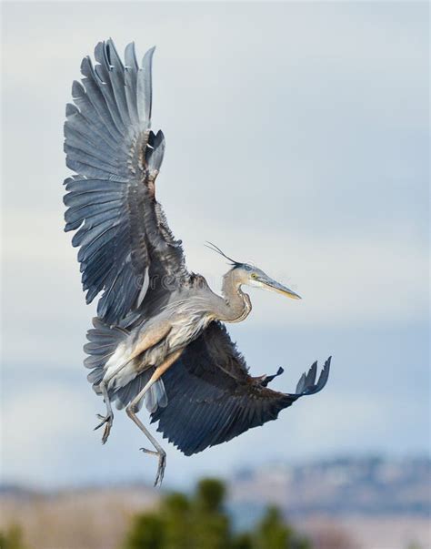 Great Blue Heron in Flight stock image. Image of female - 87975813