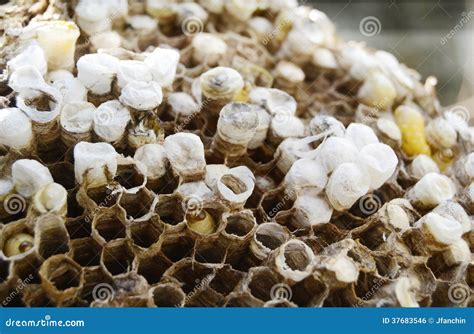 Bees nest stock photo. Image of yellowjacket, hive, bees - 37683546