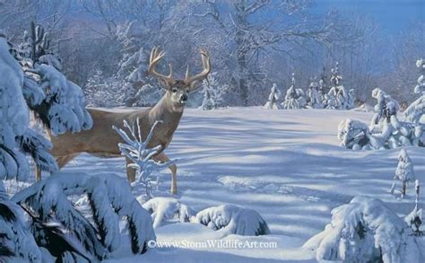 Big Game and PredatorsPaintings by Scot Storm 15 | Wildlife art, Deer ...