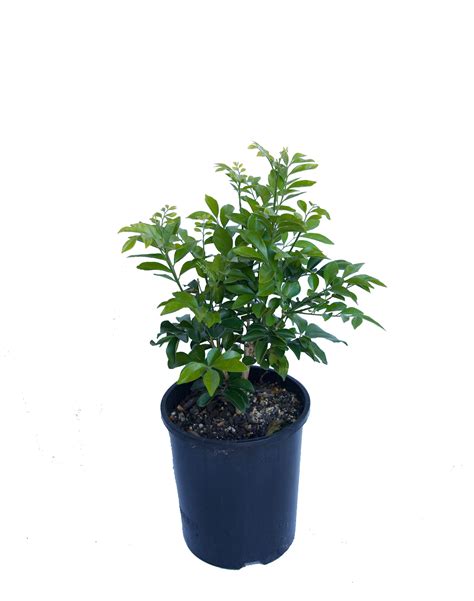 Murraya Paniculata Buy Online | Spring Colours Nursery