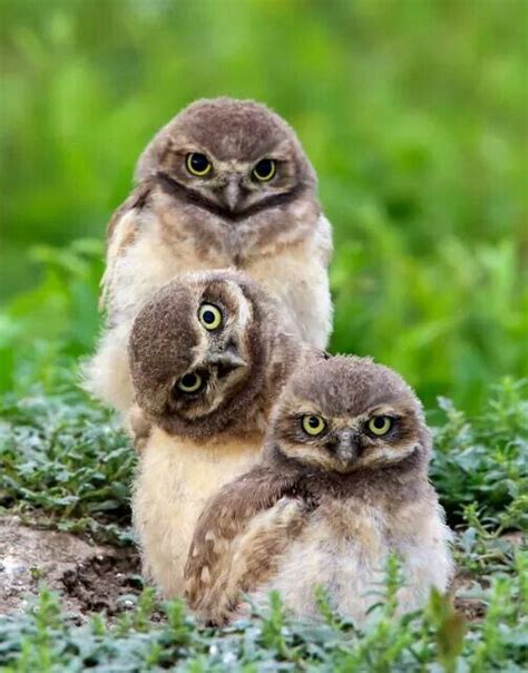 Pin by Ginny Burdick on OwL lOvE | Baby owls, Owl, Owl pictures