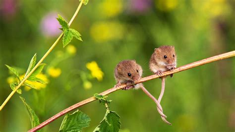 Discover 64+ mouse wallpaper latest - in.cdgdbentre