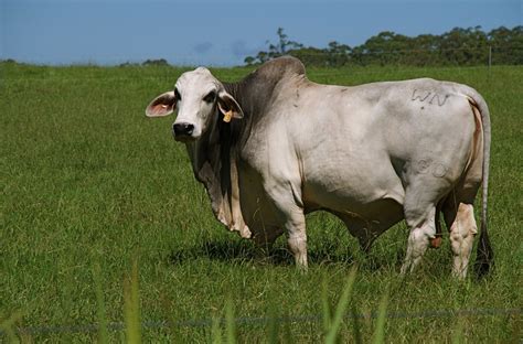 Brahman Cattle Facts - Zebu - Facts and Beyond | Biology Dictionary ...