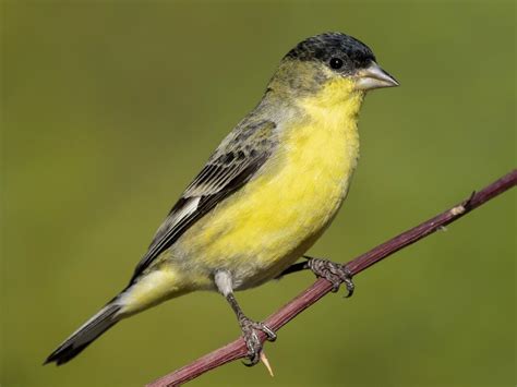 Lesser Goldfinch - NestWatch