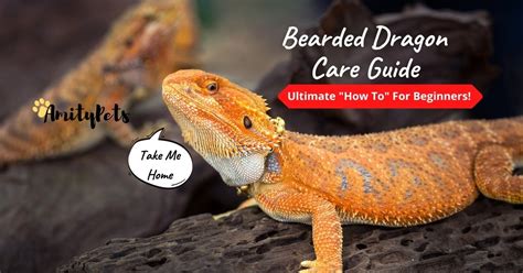 Bearded Dragon Care Guide [ultimate how-to for beginners] – Amity Pets