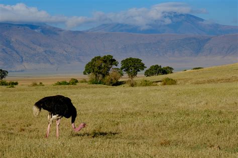 Ngorongoro Crater wildlife safari holidays tailor-made by Tribes Travel