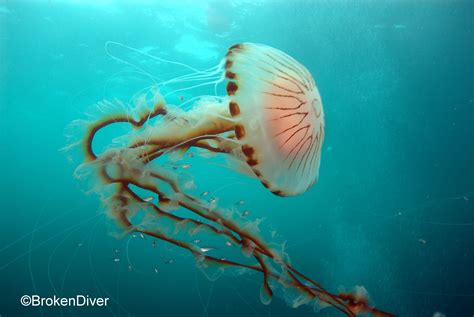 Jellyfish are more beneficial to marine life than previously thought ...